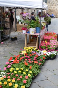 fiori 2  